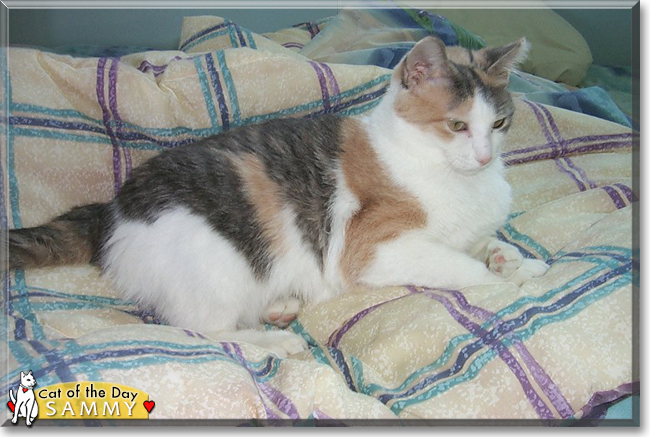 Sammy the Calico, the Cat of the Day