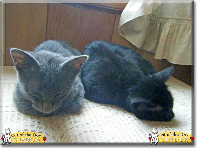 Cinder and Shadow the Domestic Shorthairs, the Cat of the Day