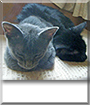 Cinder and Shadow the Domestic Shorthairs