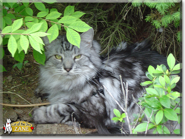 Zane the Maine Coon mix, the Cat of the Day