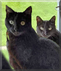 Mischief and Zelda, the Domestic Shorthairs, the Cat of the Day