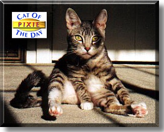 Pixie, the Cat of the Day