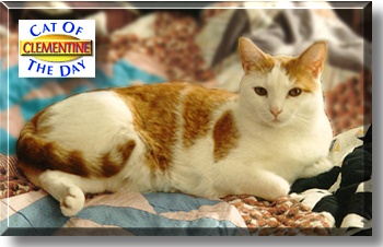 Clementine, the Cat of the Day