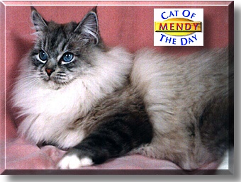 Mendy, the Cat of the Day