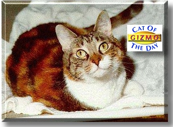 Gizmo, the Cat of the Day