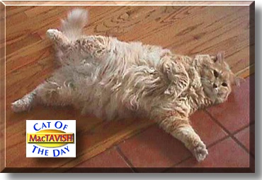 MacTavish, the Cat of the Day