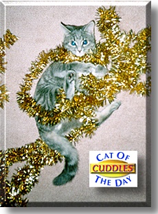 Cuddles, the Cat of the Day