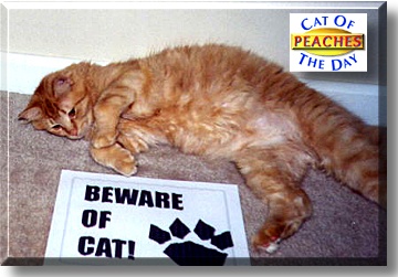 Peaches, the Cat of the Day