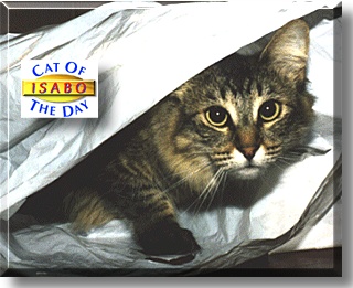 Isabo, the Cat of the Day