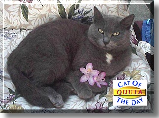 Quilla, the Cat of the Day