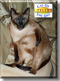 Tyler, the Cat of the Day