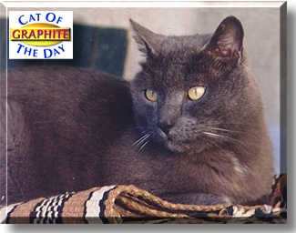 Graphite, the Cat of the Day