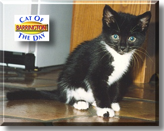 Barrington, the Cat of the Day
