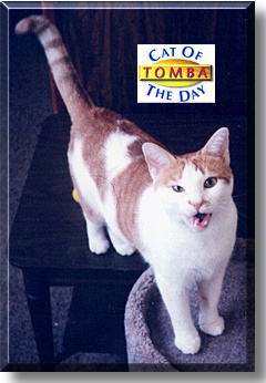 Tomba, the Cat of the Day