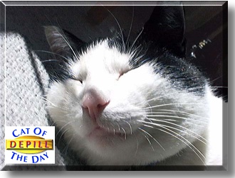 Depill, the Cat of the Day