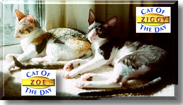 Zoe & Ziggy, the Cat of the Day