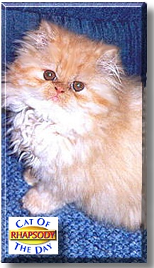 Rhapsody, the Cat of the Day
