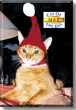 Max, the Cat of the Day