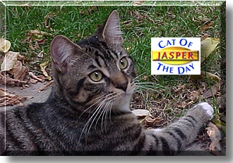 Jasper, the Cat of the Day