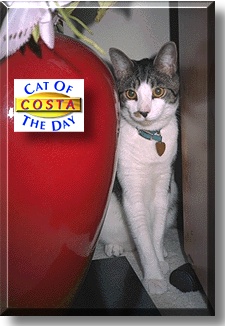 Costa, the Cat of the Day