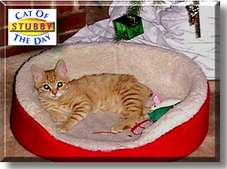 Stubby, the Cat of the Day
