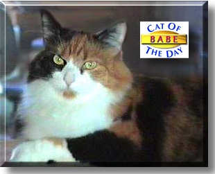 Babe, the Cat of the Day