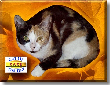 Rake, the Cat of the Day