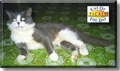 Tickle 3rd, the Cat of the Day