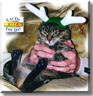 Vita, the Cat of the Day