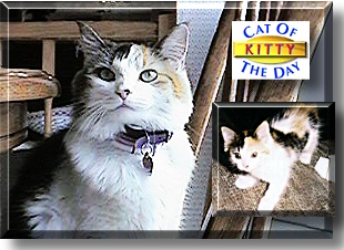 Kitty, the Cat of the Day