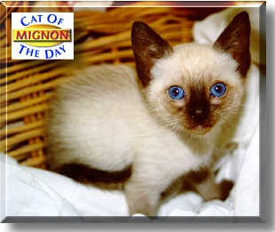 Mignon, the Cat of the Day