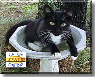 Spats, the Cat of the Day