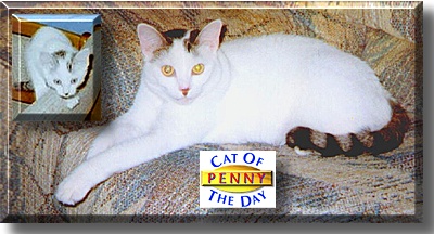 Penny, the Cat of the Day