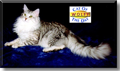 Wolfy, the Cat of the Day