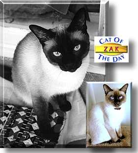 Zak, the Cat of the Day