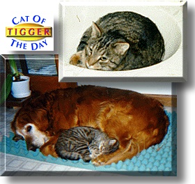 Tigger, the Cat of the Day