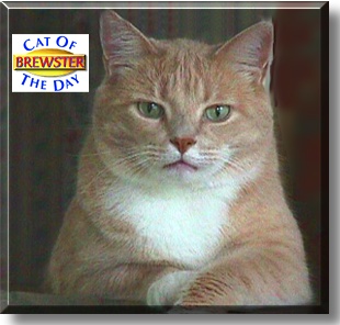 Brewster, the Cat of the Day
