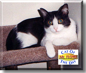 Mr. Floyd, the Cat of the Day