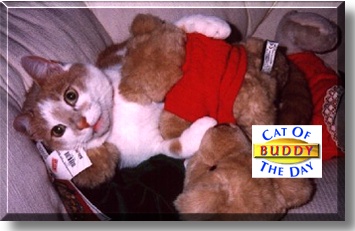 Buddy, the Cat of the Day