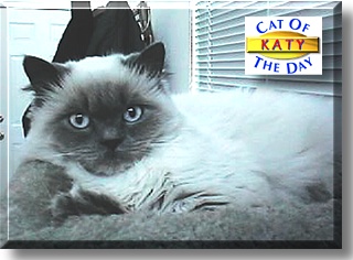 Katy, the Cat of the Day