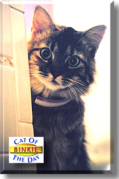 Binkie, the Cat of the Day