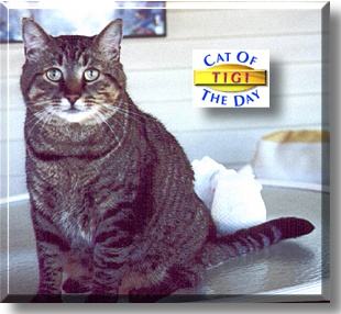 Tigi, the Cat of the Day