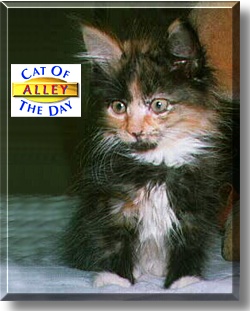 Alley, the Cat of the Day