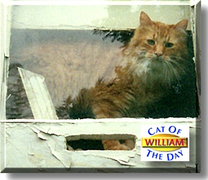 William the Orange, the Cat of the Day