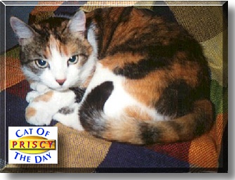 Priscy, the Cat of the Day