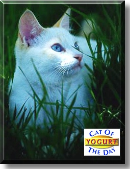 Yogurt, the Cat of the Day