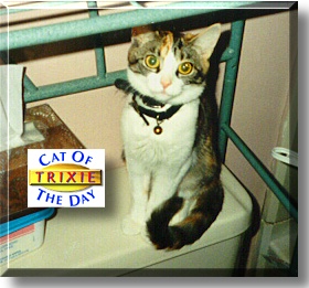 Trixie, the Cat of the Day