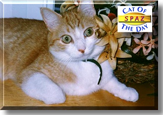 Spaz, the Cat of the Day