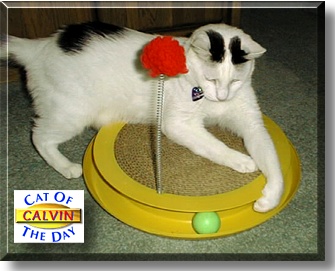 Calvin, the Cat of the Day