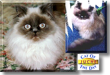 Juche, the Cat of the Day